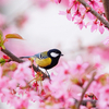 🌸マインドフルネス講座をスタートしました🌸 　〜今この瞬間に深遠な安らぎを得る〜　- Mindfulness: Gift in Your Post -