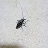 虫との遭遇