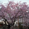 さくら　天寧寺