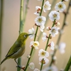 陶芸教室　釉薬掛けをしました