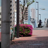 ツツジの咲く街角②『清澄白河』Kiyosumi Shirakawa