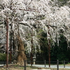 野依神社