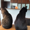 アルトとアリアの脱走未遂事件！🙀