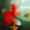 金魚 羽衣ブリストル キラキラ琉金