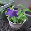 りんどうの花
