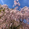 日吉大社桜の季節に参拝！山王祭、奥宮と入苑料の詳細！