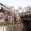枝垂桜とこぶしの花です