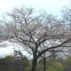 桜の開花宣言