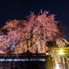 鳥取県内で最も大きな『しだれ桜』を撮影！