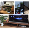 お部屋に観葉植物が増えました♪