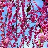 城南宮枝垂れ梅の美しさ