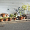 昨日は、嵐山に行きました。