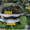 庭で秋野菜 31【玄関前】