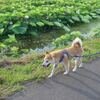 ハッチは、歩きたい。