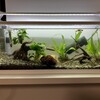 水草水槽はまだまだ慣れないな