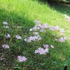 花島公園の夏風景