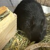 くろごまあん二世 92日目