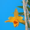 Dendrobium henryi