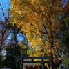 熊野神社の銀杏