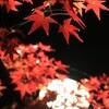 夜紅葉