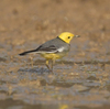 隣の隣の県の離島へ鳥を見に行った日記（２０２４　０５０２～０５０６）その５。
