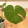 #21 モンステラ 葉の切れ込み