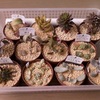 気になる多肉植物　《まとめ観察》　2023.3.27.
