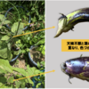 夏野菜　ナスビ09【色づきが悪い】
