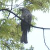  街ど真ん中公園上空をヒヨドリ、カケスが渡る