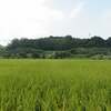 田んぼ（早期米）の様子　その12