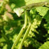 チョウセンカマキリの胸