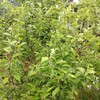 リンゴの着果状況の話
