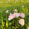 街に花が増える