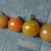 水耕栽培ミニトマト　今晩は４つ採れました