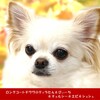 凛香のドッグランでリフレッシュタイム【復活のティラたんと紅葉旅行◆その42】