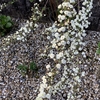 ユキヤナギの八重が５部咲き。桜も一緒。