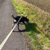 子犬ちゃんの散歩トレーニングは順調です。