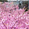 京急　河津桜