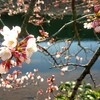 ジョギングで景観遺産を詣でる #55 曽根川の桜