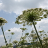 20/06/08　恩田川の畑　人参の花に昆虫がたかり始めました。