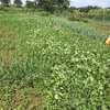 今日は冬野菜の準備。