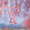 紅八重枝垂桜