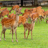 子鹿、公園デビュー！