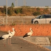 徳島県 鳴門のコウノトリ