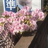 躑躅