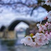 桜。