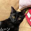 イケメン黒猫 ムーンくん  1/19譲渡会参加予定