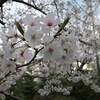 近所の神社にお参りがてらサクラを見てきた