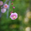 梅の花をJPGで追い込む / 亀戸天神社 / 小石川後楽園