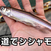 北海道でシシャモ釣りとニホンザリガニ観察